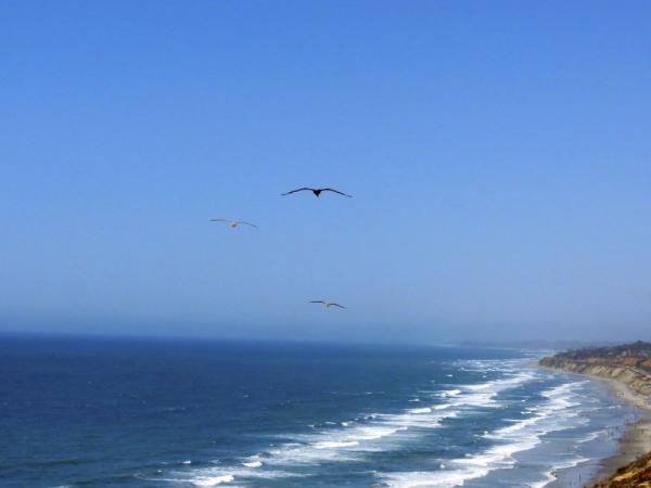 There are miles of untamed beaches and a variety of wildlife at Torrey Pines.