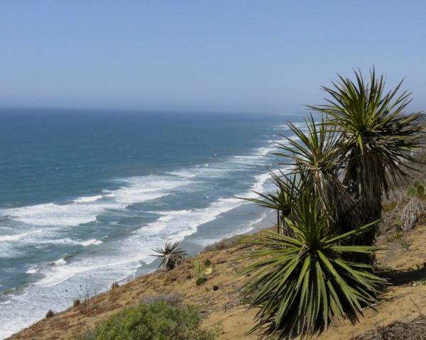 Native Chaparral Plant Community