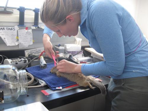 Alicia Gillean ear tagging a squirrel