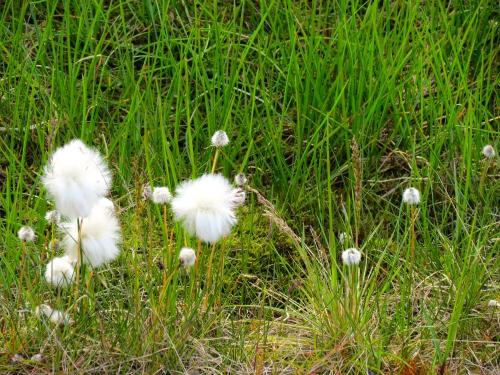 Arctic cottongrass keeping warm