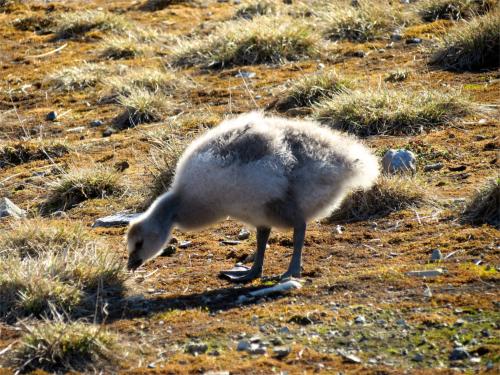 A darling, young barnacle goose