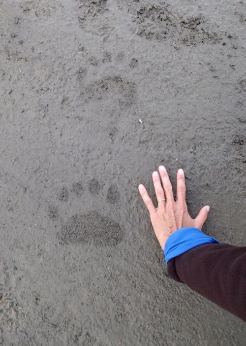 My hand next to a polar bear print!