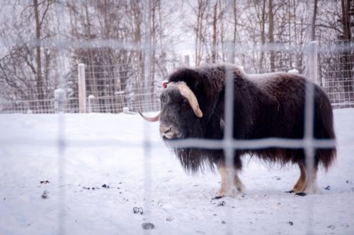 Musk Ox