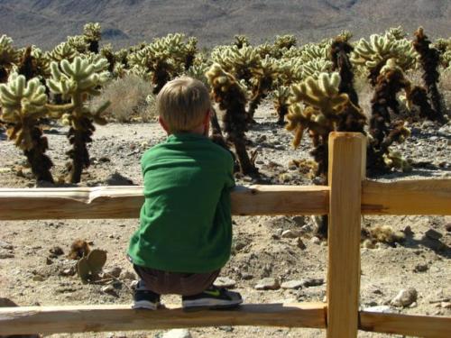 Teddy bear cholla.