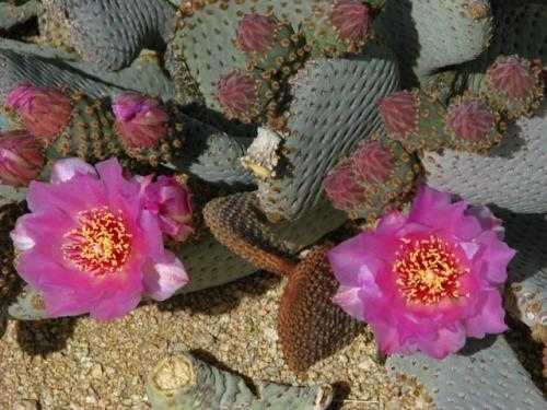 Blooming beaver-tail cactus.