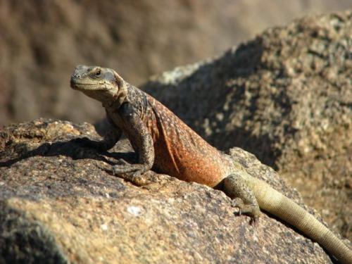 Chuckwallas like to pose on rocks for photographers.