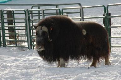 Musk Ox