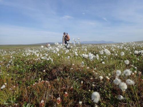 Cotton grass