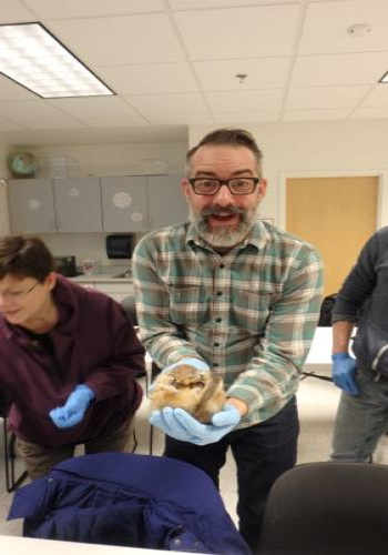 Handling a hibernating ground squirrel