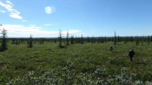 Boreal Forest