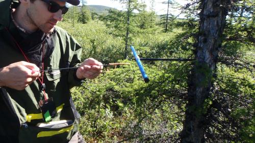 Tree core sample