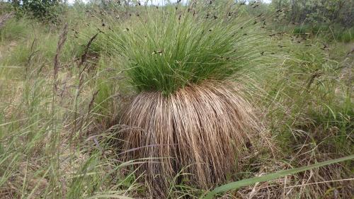 Tussock!