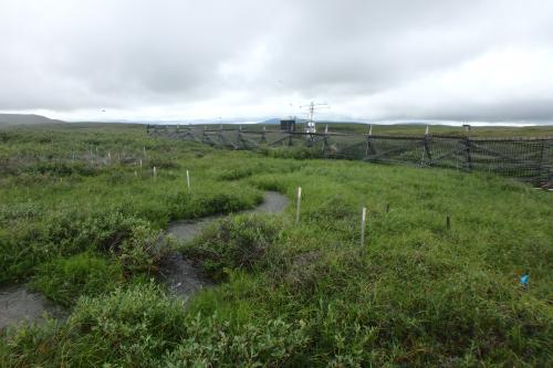 Riparian Snowfence Site