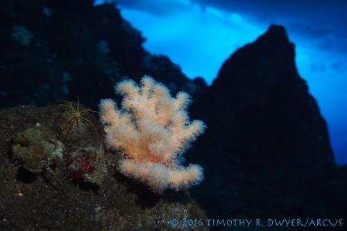 sea spider and soft coral