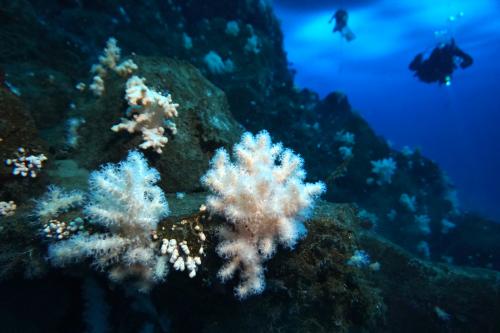 soft corals with diver