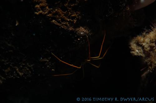 sea spider in the dark