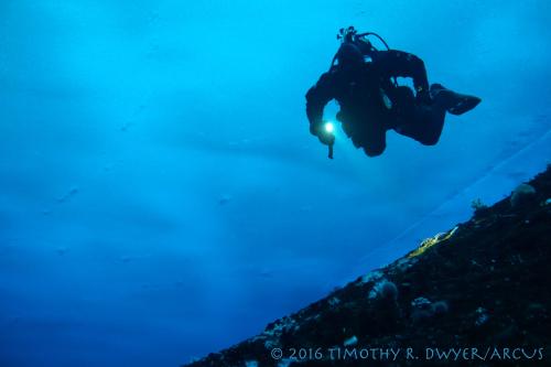 sea spider in the spotlight