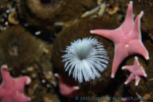 feather duster worm and stars