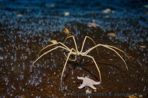 giant sea spider