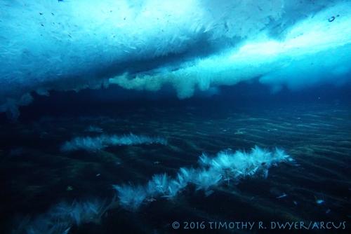 turtle rock shallows