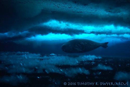 Weddell  seal