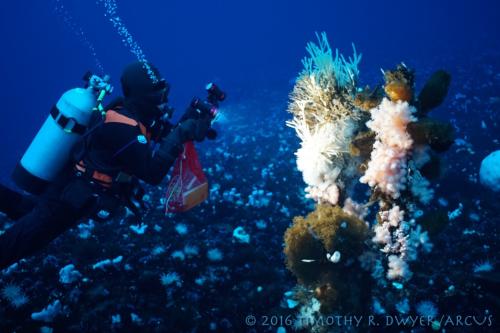 Moran with sponges