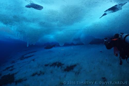 diver and seal