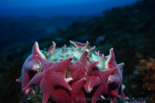 sea stars hugging