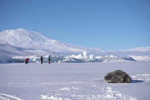 sea ice seal