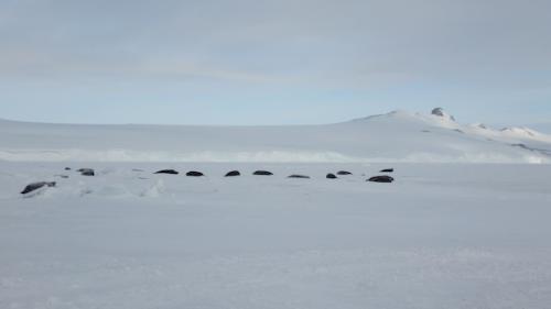 seals on ice