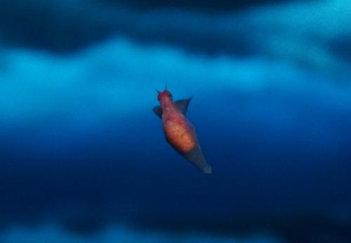 pteropod closeup