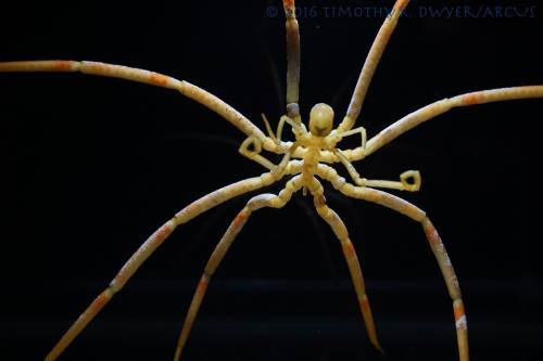 sea spider 2