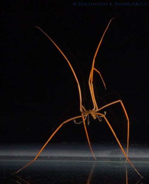 sea spider 6