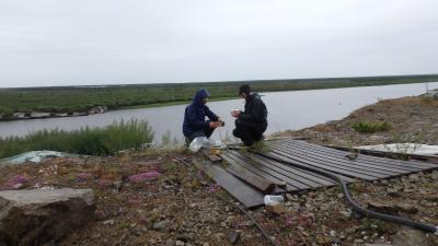 Cleaning root samples on the bank of the Pantaleha River