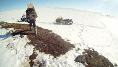 Principal Investigator Cory Williams walks back to his snowmachine after setting ground squirrel traps. Photo by Jennifer Baldacci.