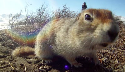 An Arctic ground squirrel investigates the GoPro camera. Photo by Jennifer Baldacci.