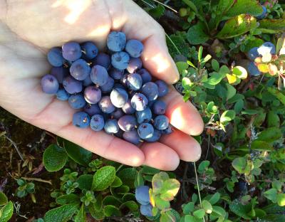 Picking blueberries