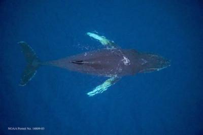 Humpback Whale