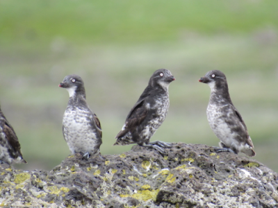 Least auklets