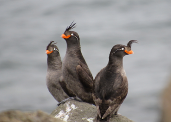 Crested Auklets