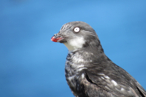 Least Auklet