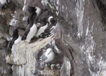 Kiveepuk kittiwake chicks