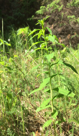 Summer Plants