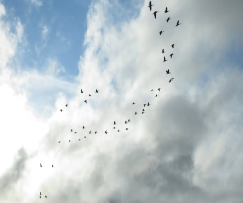 Photo By Nina Faust, Kachemak Crane Watch