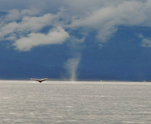 You can help track migrating whales.