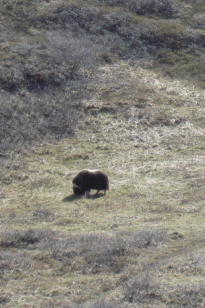 musk ox