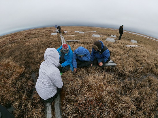 The GVSU team observes vegetation it Atqasuk, Alaska