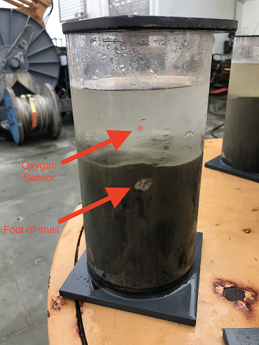 A HAPs core with an oxygen sensor that will relay data on the oxygen consumption of organisms in the mud core.