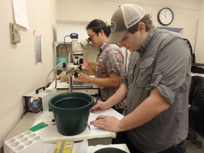 A scientist looks through a microscope while another records information