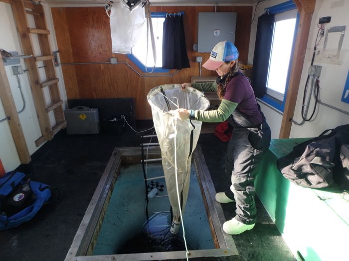 Amy Osborne pulls up a plankton tow